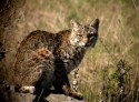 bobcat_stare Photo of Bobcat