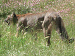mountain_lion photo: mountain lion