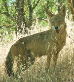 coyote_almaden_valley photo: Coyote in Northern California