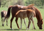almaden_summer_horse_camp photo: Almaden Summer Horse Camp