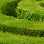 Navigating the Maze - Almaden Valley